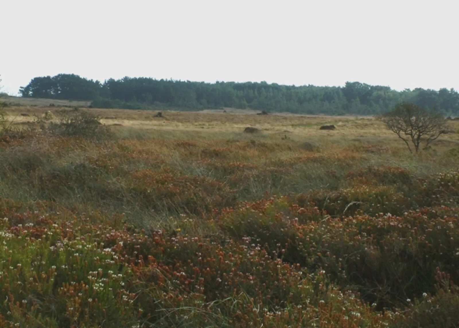 Goonhilly Downs - Dry Tree Menhir